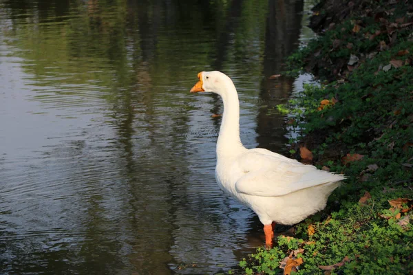 池の横にオレンジ色の口が立っている白いガチョウは 長い首 短い足 ウェブベッドの足を持つ大きな水鳥です — ストック写真