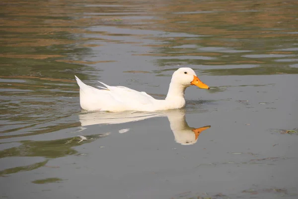 湖でアヒルの水泳の白い色と水に反映されます それは 浅黒い翼を持つ水鳥で 足は短く 足は互いに互い違いである — ストック写真