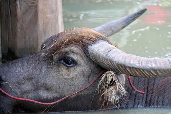 Búfalo Tailandés Agua Toma Baño Para Refrescarse Gran Búfalo Domesticado — Foto de Stock