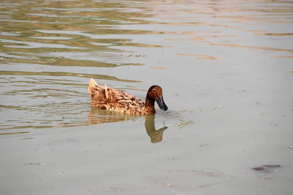 アヒルの湖で泳いでの茶色の色と水に反映されます それは 浅黒い翼を持つ水鳥で 足は短く 足は互いに互い違いである — ストック写真