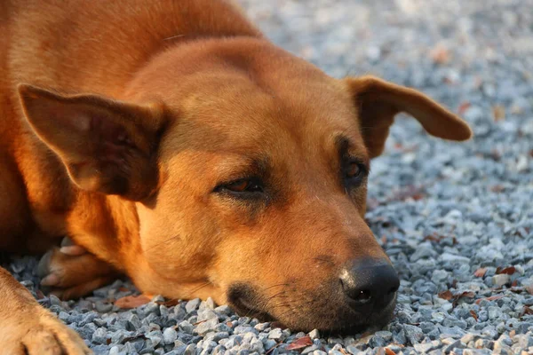 Turuncu kahverengi köpek sabah vakti çakıllı zemine uzandı. Genellikle uzun bir burnu, keskin bir koku duyusu ve havlayan bir havlaması olan evcil etobur bir memelidir..