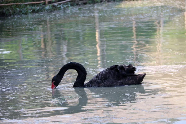 Cisne Negro Lago Gran Ave Acuática Con Cuello Largo Flexible — Foto de Stock