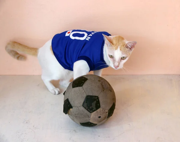 Cat Indossa Maglia Blu Della Nazionale Giapponese Calcio Con Vecchio — Foto Stock