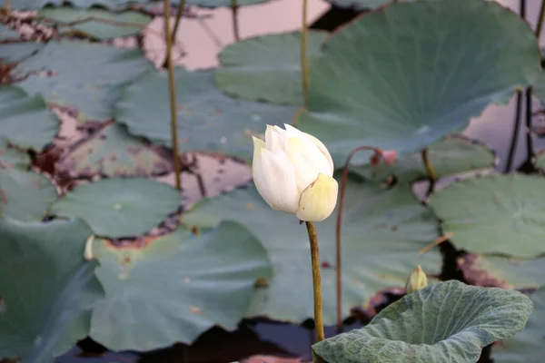 Белый Цветок Лотоса Пруду Лотоса Большая Водяная Ложа Поклонения Будде — стоковое фото