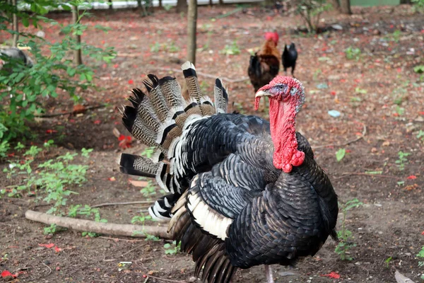 Türkiye Ağaçla Birlikte Toprağın Üzerinde Duruyor Büyük Oranda Evcilleştirilmiş Kel — Stok fotoğraf