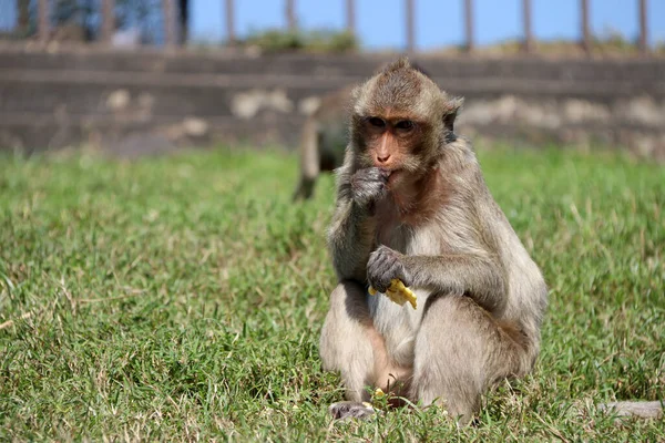 Крабові Мавпи Сидять Зелені Їдять Кукурудзу — стокове фото