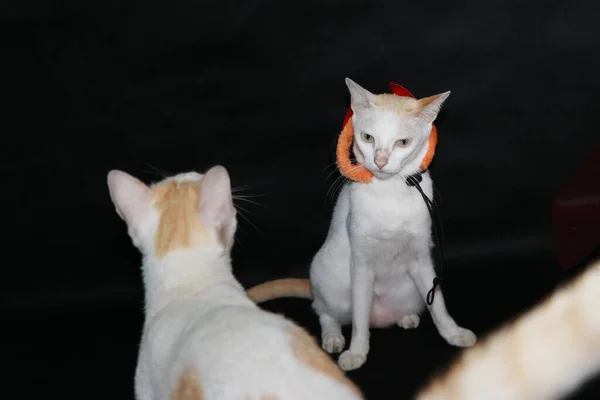 Gatto Bianco Con Colore Arancione Nero Del Cappello Halloween Sfondo — Foto Stock