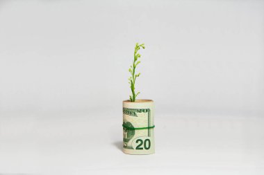 Para büyümesi kavramı, ABD banknotlarından yeşil ağaç filizlenmesi ve lastik bant kullanılması.