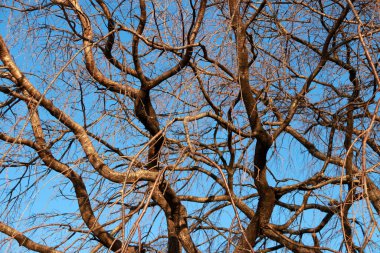 Mavi arka planda yaprakları olmayan ağaç dalları. Yapraklar renk değiştirdikten sonra sonbaharda ağaçtan düşmek.