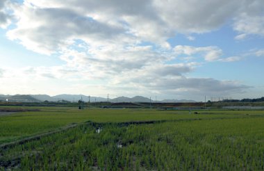 Japonya 'da mavi gökyüzü arka planına sahip pirinç tarlaları ve sıradağlar. Kyoto Japonya Nishikyo 'da pirinç tarlası..