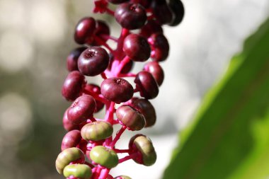 Kyoto 'da çalılıklarda bir çeşit kış mevsimi. Yaklaştır yeşilden pembeye ve mora küçük bir dut.