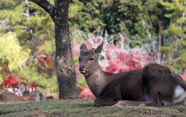 Japonya 'nın Nara kentindeki parkta çim zemine uzanmış geyik. Park özgürce dolaşan yüzlerce geyiğe ev sahipliği yapıyor.. 