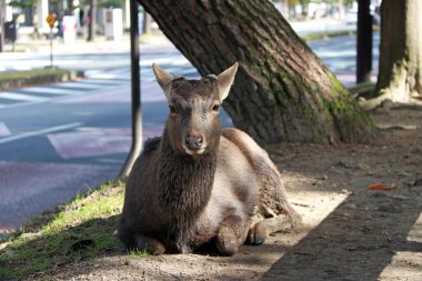 Japonya, Nara 'da bir yolun yanında geyik yerde yatıyor. Park özgürce dolaşan yüzlerce geyiğe ev sahipliği yapıyor..