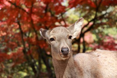 Ayakta duran geyik kırmızısı Japonya 'nın Nara kentindeki parkta sonbahar ağacından ayrılıyor. Park özgürce dolaşan yüzlerce geyiğe ev sahipliği yapıyor..