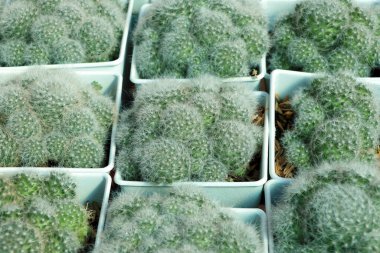 Mini Kaktüs, beyaz kare tencerede büyüdü. Genellikle dikenleri olan, yaprakları eksik ve parlak renkli çiçekleri olan kalın, etli bir bitki. Kaktüsler Yeni Dünya 'nın çorak bölgelerine özgü ve başka yerlerde yetiştirilmişlerdir, esp