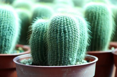 Mini Kaktüs kahverengi tencerede büyüdü. Genellikle dikenleri olan, yaprakları eksik ve parlak renkli çiçekleri olan kalın, etli bir bitki. Kaktüsler Yeni Dünya 'nın çorak bölgelerine özgüdür ve özellikle başka yerlerde yetiştirilirler.