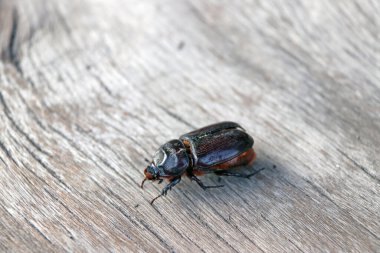 Tahtadaki siyah böcek. Ön kanatlarla ayrıştırılan ve genellikle arka kanatları ve karnı kaplayan ve koruyan sert kanat vakalarına (elytra) dönüştürülen bir tarikat böceği..