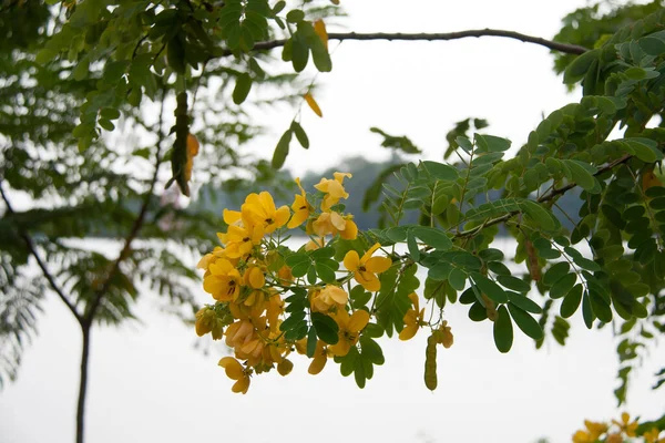 Flor Amarela Árvore Verde Flor Caragana Planta Ornamento Parque Público — Fotografia de Stock