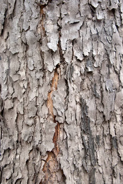 texture of dry tree bark. Close up of brown and gray tree surface with day light for background texture.