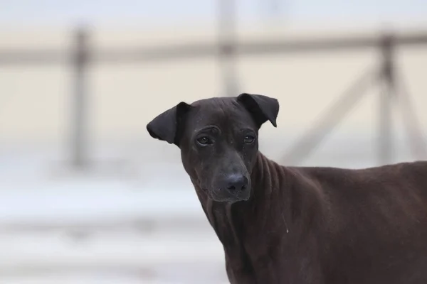 Dark Brown Dog Standing Concrete Ground Domesticated Carnivorous Mammal Typically — Stock Photo, Image