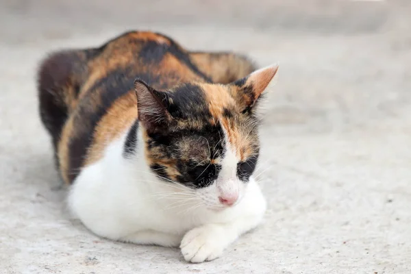 Three Color Cat Orange Black White Sleep Close Eyes Concrete — Stock Photo, Image