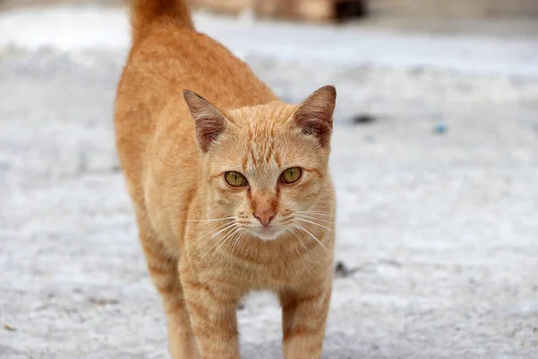 コンクリートの地面を歩くオレンジの猫の縞 柔らかい毛皮の小さな家畜化された肉食哺乳類 短い鼻 そして回復力のある爪 ペットとして広く飼育されている — ストック写真