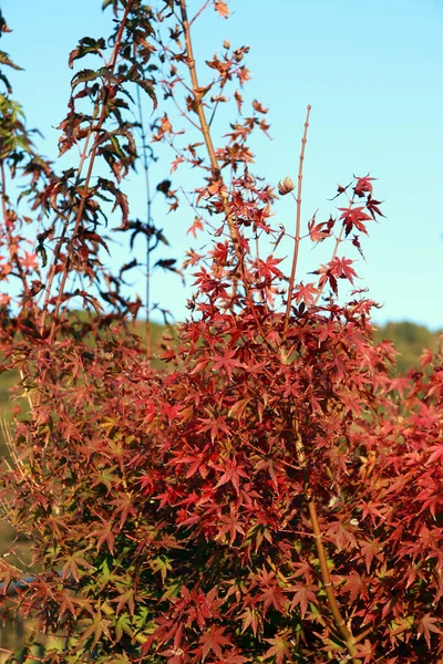 青空を背景にした木の上に赤いカエデの葉 葉は緑色から黄色 秋に赤に変化します — ストック写真