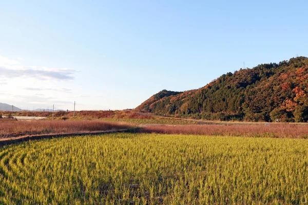 Japonya Mavi Gökyüzü Arka Planına Sahip Pirinç Tarlaları Sıradağlar Kyoto — Stok fotoğraf