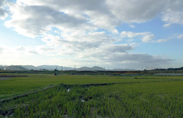 日本的稻田和山脉景观 蓝天背景 日本京都Nishikyo的稻田 — 图库照片