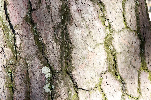 Текстура Коры Дерева Сухим Мхом Закрыть Коричневую Зеленую Поверхность Деревьев — стоковое фото