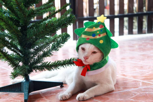 Gatto Bianco Mettere Cappuccio Albero Natale Verde Sdraiarsi Accanto All — Foto Stock