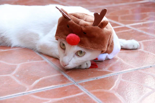 Witte Kat Zette Het Rendier Kap Liggend Bruine Vloer Groet — Stockfoto