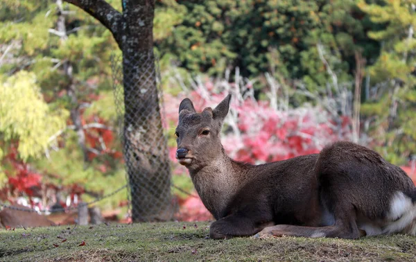 日本奈良公园的草地上躺着鹿 公园里有几百头自由漫游的鹿群 — 图库照片
