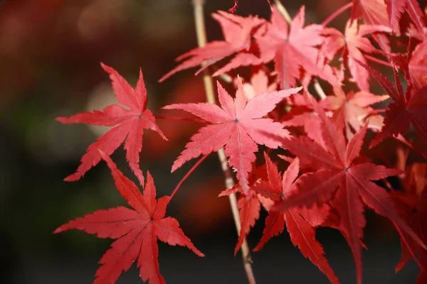 Red Japanese Maple Leaf on the tree with sunlight. The leaves change color from green to yellow, orange and red in autumn.