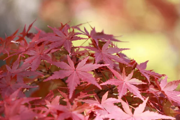 Hoja Arce Rojo Japonés Árbol Con Luz Solar Las Hojas — Foto de Stock