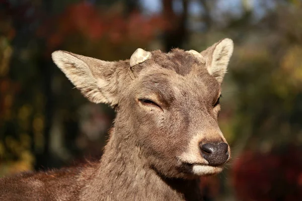 Closeup Deer Cut Antler Sunlight Park Nara Japan Park Home — Stock Photo, Image