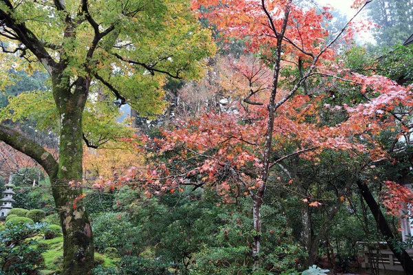 Herbstblätter Mit Grüngelber Oranger Und Roter Farbe Garten Die Blätter — Stockfoto