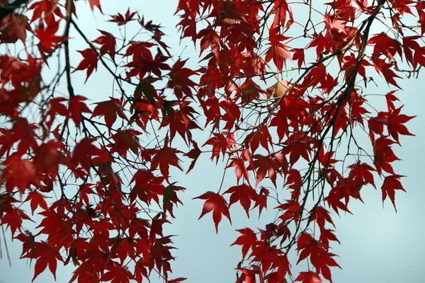 Hoja Roja Japonesa Árbol Con Fondo Fuera Foco Cielo Azul — Foto de Stock