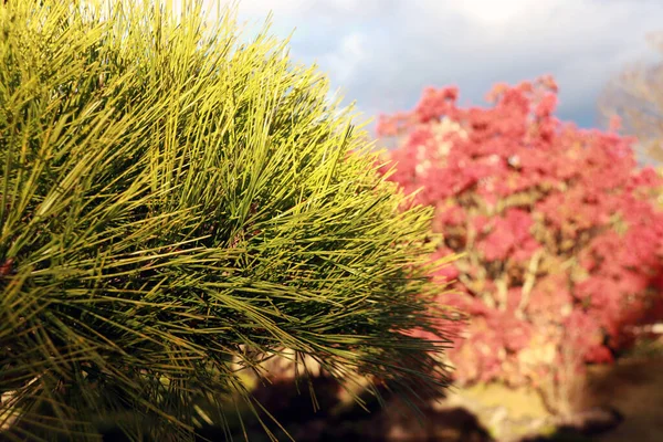Pinus Thunbergii Yaprakları Sonbaharda Odağında Kırmızı Ağaç Olan Arka Planda — Stok fotoğraf
