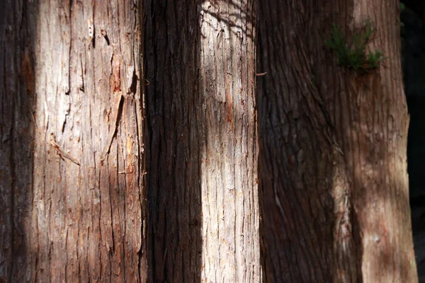 Ряд Соснового Ствола Солнечном Свете Сосновом Лесу Вечнозеленое Хвойное Дерево — стоковое фото