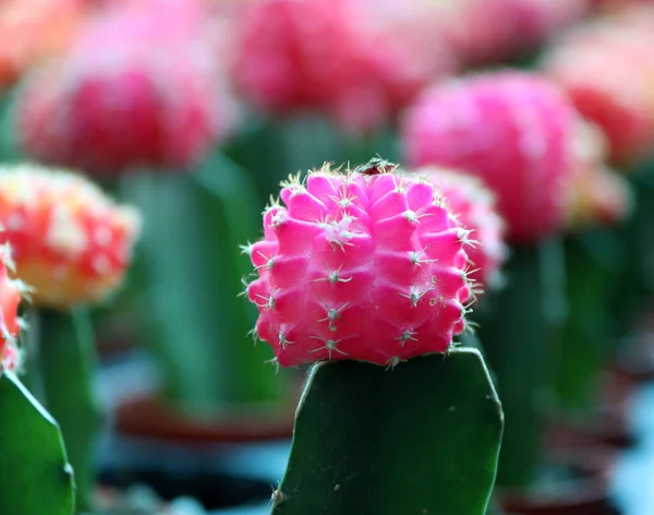 Pink Moon Cactus on the green Cactus, Gymnocalycium mihanovichii, often called chin cactus. is a species of cactus from South America.