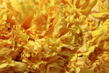 Çiçek deseni, papatya familyasından bir çiçek, genellikle sarı, turuncu ya da bakır-kahverengi çiçekli, geniş bir süs olarak yetiştirilmiş..