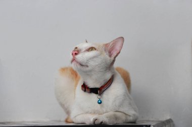 Yerde yatan kedinin beyaz ve turuncu rengi. Kedi yumuşak kürkü, kısa burnu ve geri çekilebilir pençeleri olan evcil etobur bir memelidir..