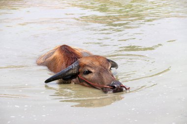 Suda Tayland bufalosu, serinlemek için banyo yapar. Tropikal bölgelerde yük hayvanı olarak kullanılan ağır geri çekilen boynuzları olan büyük siyah evcil bir bufalo..