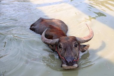 Suda Tayland bufalosu, serinlemek için banyo yapar. Tropikal bölgelerde yük hayvanı olarak kullanılan ağır geri çekilen boynuzları olan büyük siyah evcil bir bufalo..