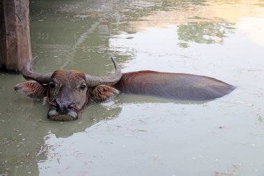 Suda Tayland bufalosu, serinlemek için banyo yapar. Tropikal bölgelerde yük hayvanı olarak kullanılan ağır geri çekilen boynuzları olan büyük siyah evcil bir bufalo..