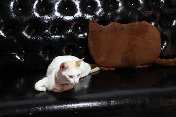 Bílá Kočka Ležící Polštářem Tvaru Kočky Hnědé Barvě Černé Kožené — Stock fotografie