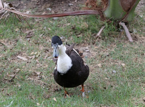 深褐色和白色的鸭子站在绿地上 它是一种水鸟 脚上有网 步履蹒跚 — 图库照片