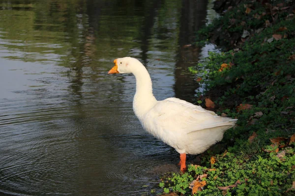 Oie Blanche Avec Bouche Orange Debout Côté Étang Est Grand — Photo