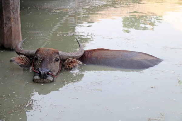 Búfalo Tailandés Agua Toma Baño Para Refrescarse Gran Búfalo Domesticado — Foto de Stock